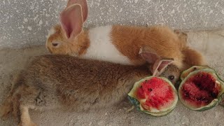 rabbit eating watermelon