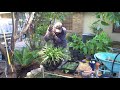 How to Transplant Mondo Grass &amp; Sago Plam Weekend Warrior  Ep 7