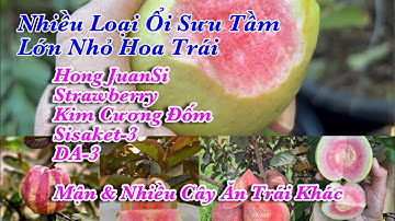 Em Review Thêm Nhiều Loại Trái Cây & Sale Thêm Nhiều Cây Ăn Trái Sưu Tầm