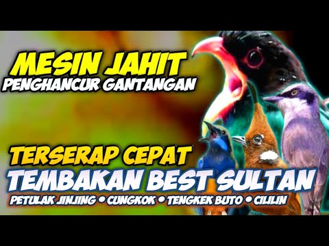 CEPAT TEREKAM!!! MASTERAN TENGKEK BUTO PETULAK JINGJING CUCAK CUNGKOK CILILIN NGEROL PANJANG JERNIH