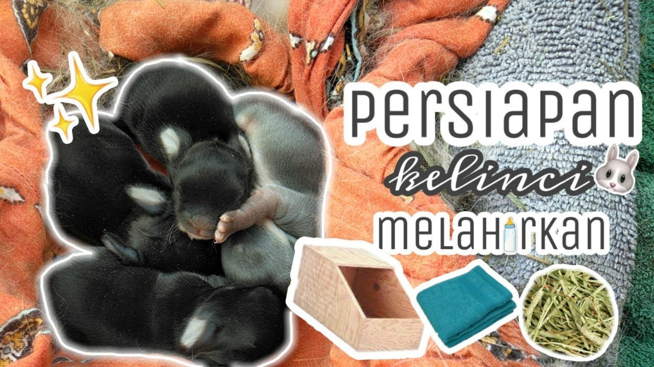 Persiapan Kelinci Melahirkan | BunnyTime - YouTube