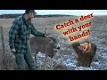 How to catch a whitetail deer with your hands