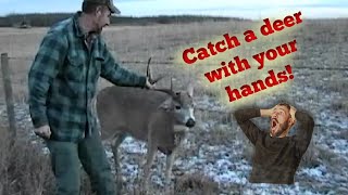 How to catch a whitetail deer with your hands
