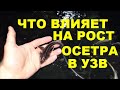 ЧТО ВЛИЯЕТ НА РОСТ ОСЕТРА