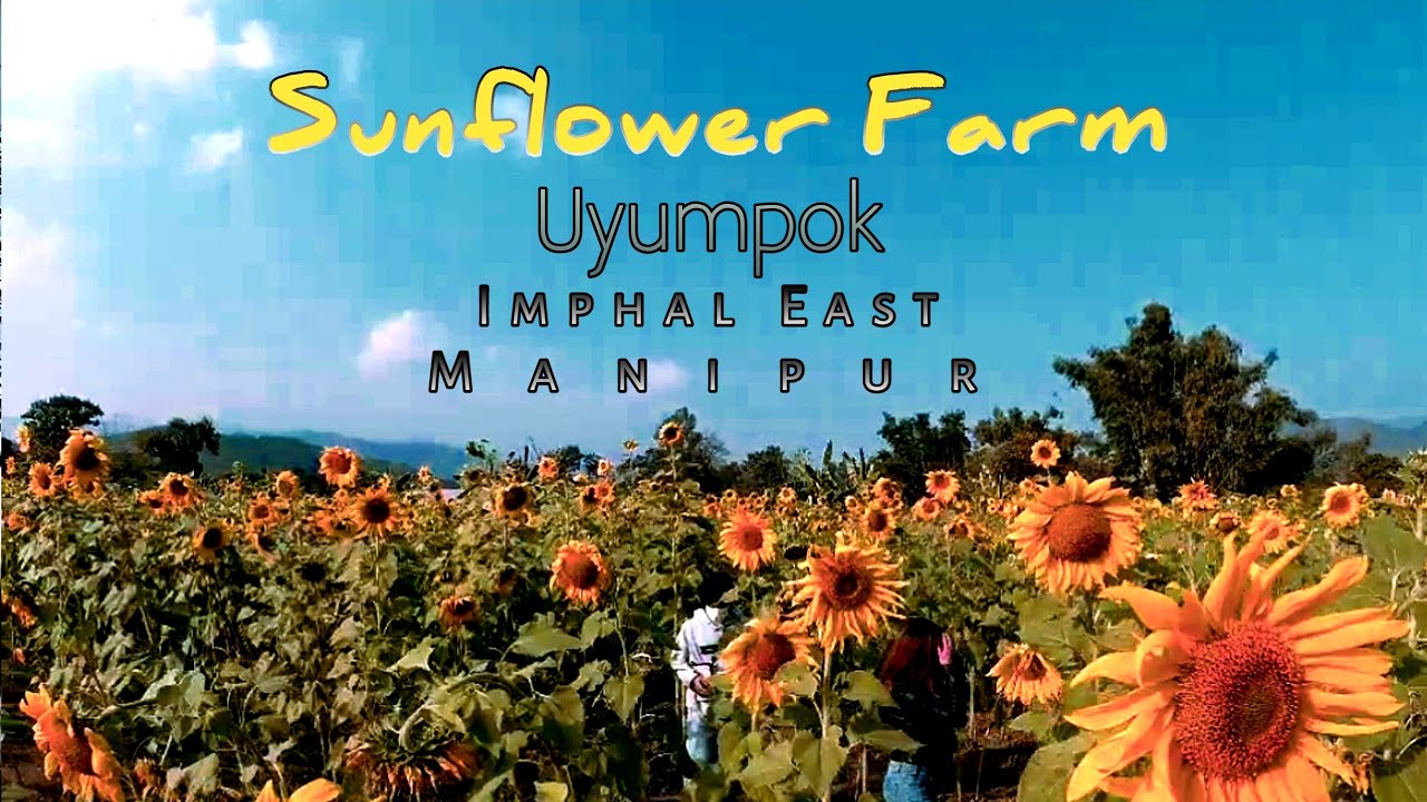 Sunflower Farm Manipur Uyumpok Imphal East ookabifarm sunflowerfarm sunflowergarden
