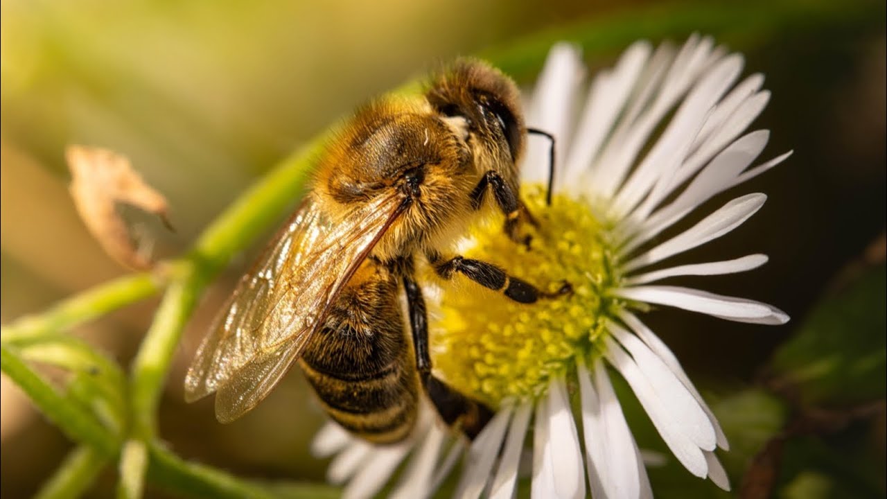 🐝 The Amazing World of Bees | Behaviour, Food, Habitat & Interesting Facts