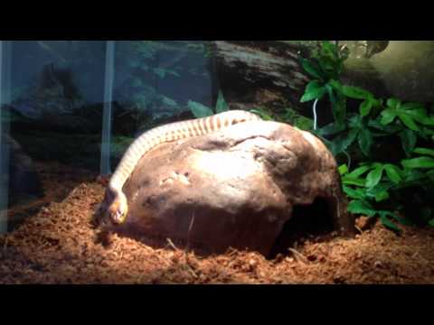 Second video of my new Woma Python!