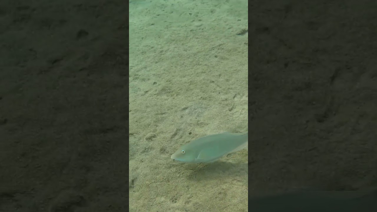 Hungry Candeloma Parrotfish! 🐟 Watch It Dig for Food in the Sand ⛱️🎥