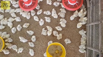 Calculate number of chicks using Blob Analysis