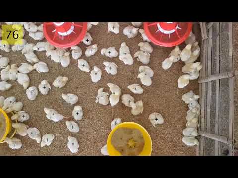 Calculate number of chicks using Blob Analysis