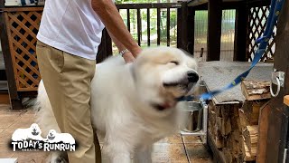 耳の薬が嫌で穴掘りを始めて忙しいふりをしたアランです　Great Pyrenees　グレートピレニーズ