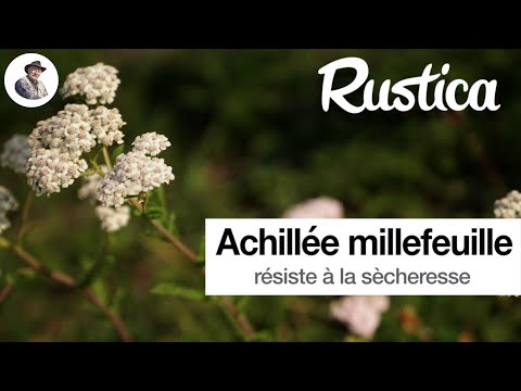 Vidéo: Guide de coupe de l'achillée millefeuille : apprenez à tailler les plantes d'achillée millefeuille