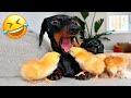 Funniest cat and dogs   cutest animals ever 