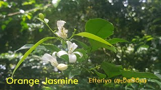 [Sri Lanka Wildflowers]orange jasmineMurraya paniculataEtteriya(ඇට්ටේරියා)Vengarai(வெங்காரை )