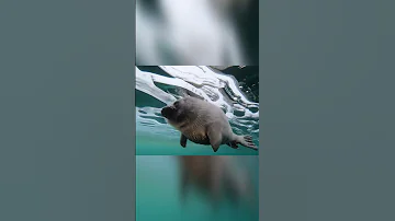 Милое животное озера Байкал🌊 Байкальская нерпа