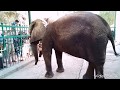 حديقة الحيوان بالجيزة واجمل اللقطات لجميع الحيوانات وظهور الفيلة نعيمة من تصويري