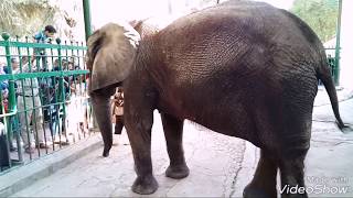 حديقة الحيوان بالجيزة واجمل اللقطات لجميع الحيوانات وظهور الفيلة نعيمة من تصويري