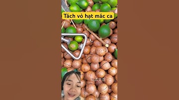 Cách tắt vỏ hạt mắc ca đặc biệt tại Trung Quốc từ dụng cụ chuyên dụng