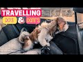 Tips for traveling with your shih tzu dos and donts