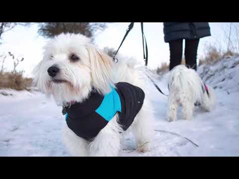 Video: Forskellige Hunde Har Brug For Forskellige Ernæringsfibre