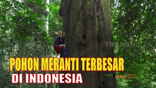 Mencari dan Mengukur Pohon Meranti TERBESAR di Indonesia | JEJAK PETUALANG