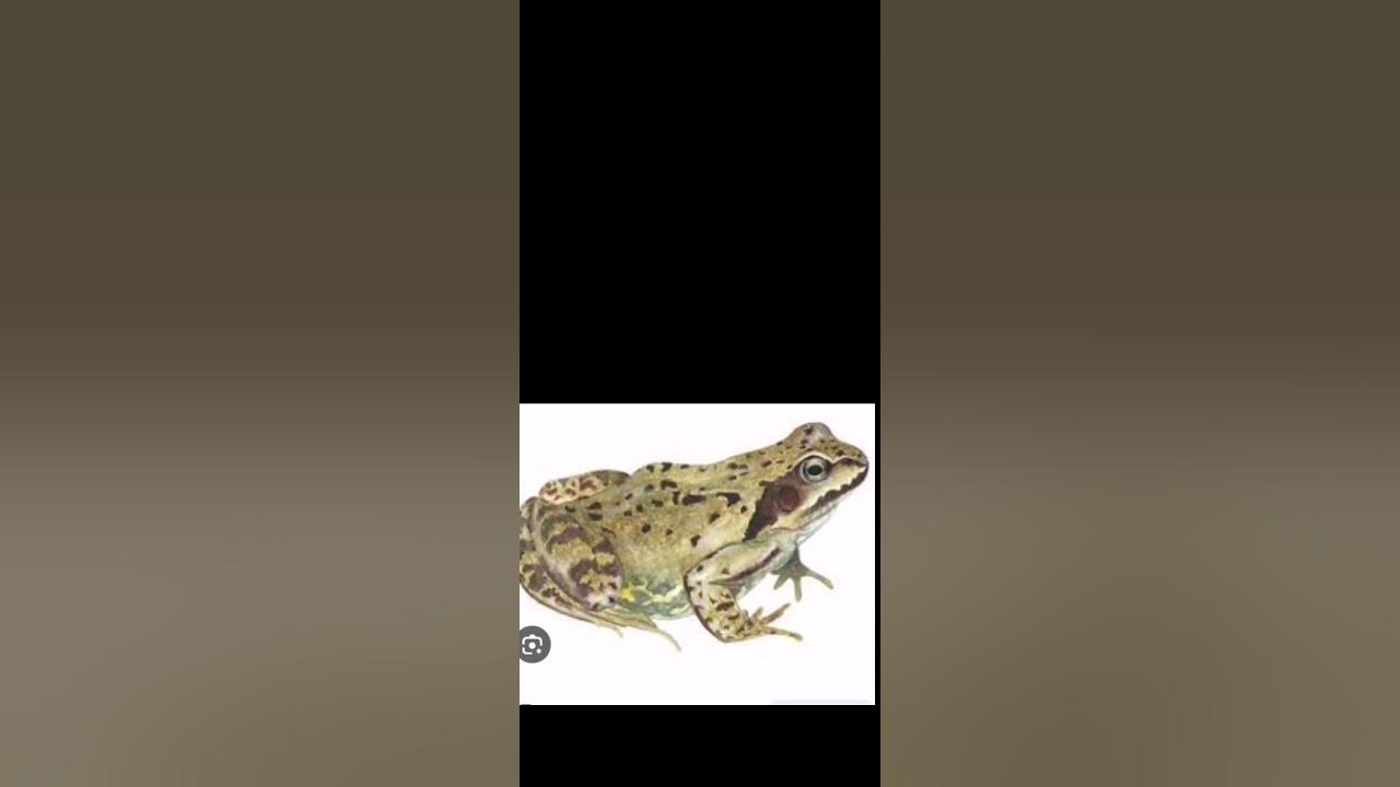 лягушка прыгает🐸🐸🐸🐸🐸 - YouTube