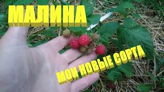 Выращивание малины.Мои новые сорта малины Выращивание малины.Мои новые сорта малины
