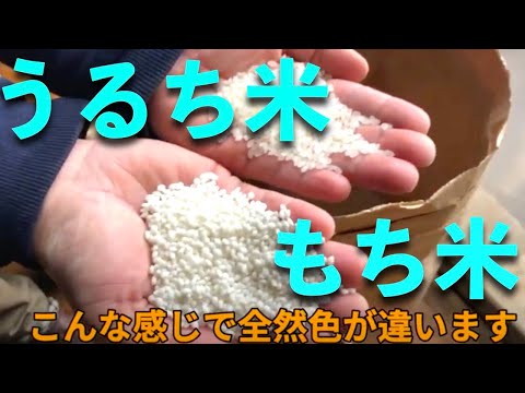 Yi-vsうるち米精米 hqdefault.jpg