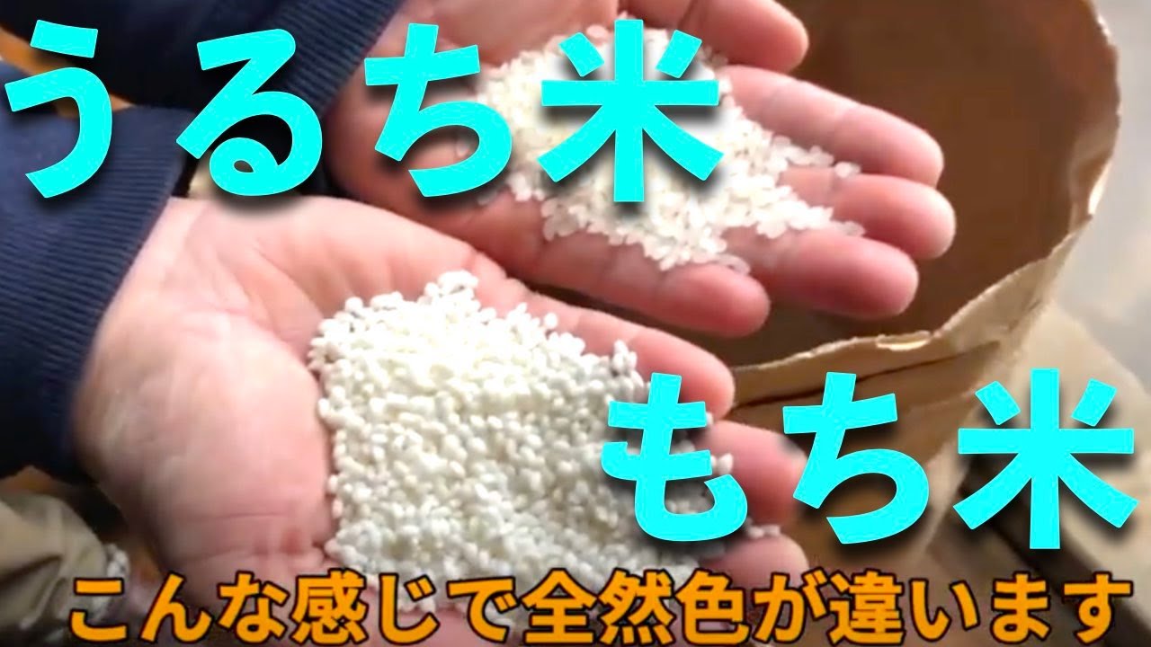 寺田もち【うるち米ともち米の違い】 - YouTube