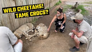 Download Lagu Cango Wildlife Park - Feeding CROCODILES \u0026 walking with CHEETAHS! 🐊🐆 MP3 Download Lagu Cango Wildlife Park - Feeding CROCODILES \u0026 walking with CHEETAHS! 🐊🐆 MP3