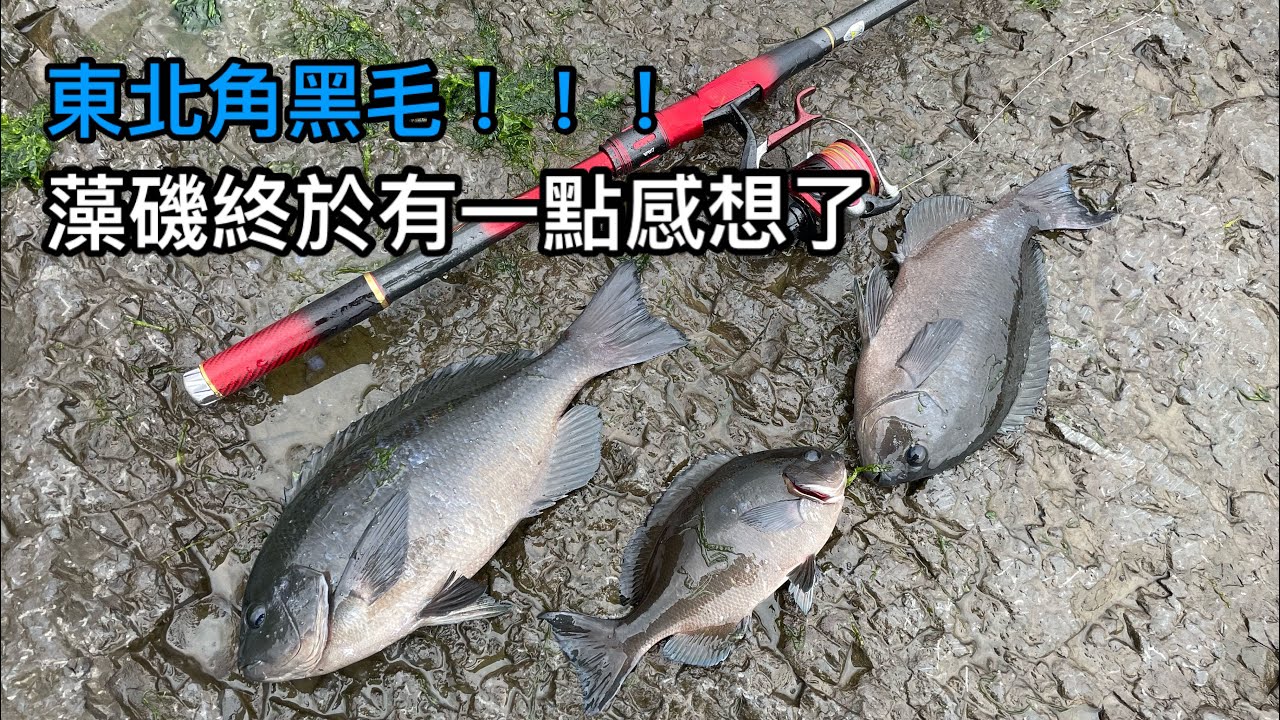 東北角的黑毛來啦！學了一段時間的藻磯 終於讓我中了藍眼辣妹 真開心！！！
