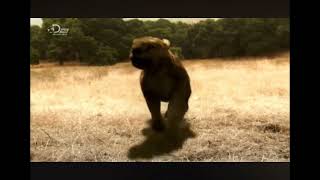 Thylacoleo The Marsupial Lion