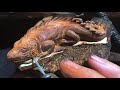 How To Sculpt A Mini Lizard Out Of Wood Wood Sculpture How To Sculpt A Mini Lizard Out Of Wood Wood Sculpture