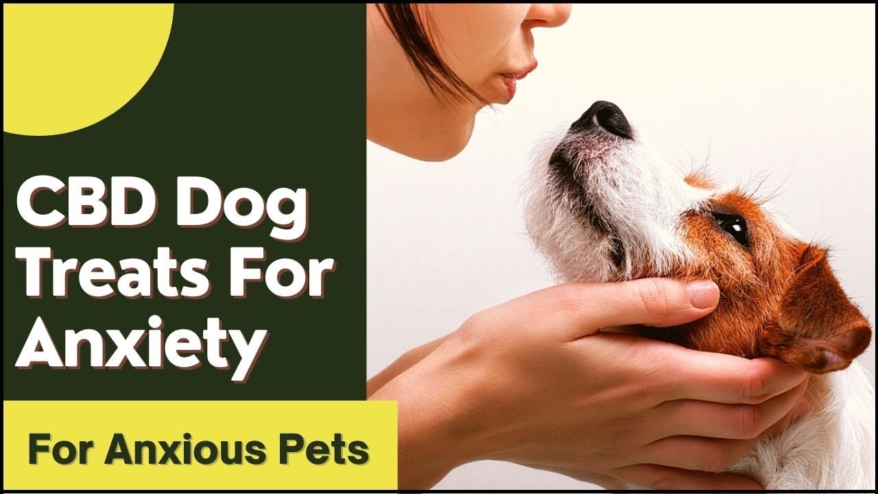 Best CBD Dog Treats For Anxiety (Safe & Vet Recommended CBD Treats