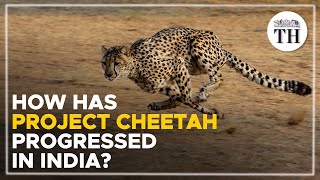 How has 'Project Cheetah' progressed in India? | The Hindu