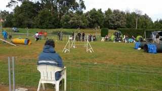 2014 01 12 Prueba RSCE de Cantabria Grado 2 Agility Mikel & Nai