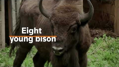 Eight young bison released into Russian wild