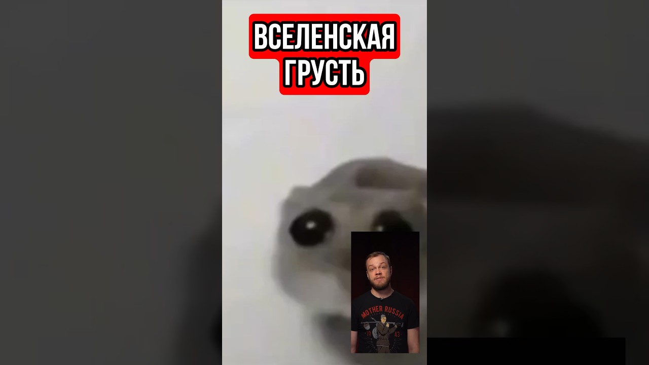 Хомяк попрошайка #тренды #юмор #блогеры