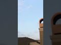 Red shoulder hawks #huntingtonbeach #nesting #birdwatch #patio #nature