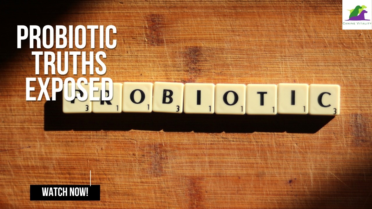 Probiotics for dogs: why is there so much confusion and what actually works!
