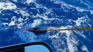 Blue marlin tag and release x2  | Oahu, Hawaii