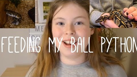 HOW I FEED MY 4-MONTH OLD ROYAL PYTHON 🐍