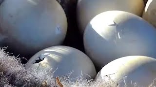 Decorah Eagles. Pips in Goose eggs on N1! - explore.org 04-13-2024
