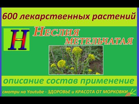 Видео: Неслия паникулата