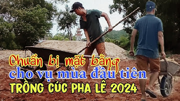 Chuẩn bị mặt bằng cho kế hoạch trồng cúc Pha Lê || Kỹ thuật trồng cúc Pha Lê Tết 2024