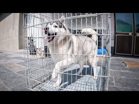 Видео: Приюты по всей стране облегчают ветеранам прием собак