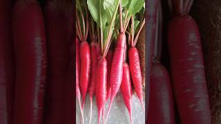 Growing red radish #shortvideo #viral_shorts