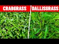 How to Kill Crabgrass and Dallisgrass in the Lawn