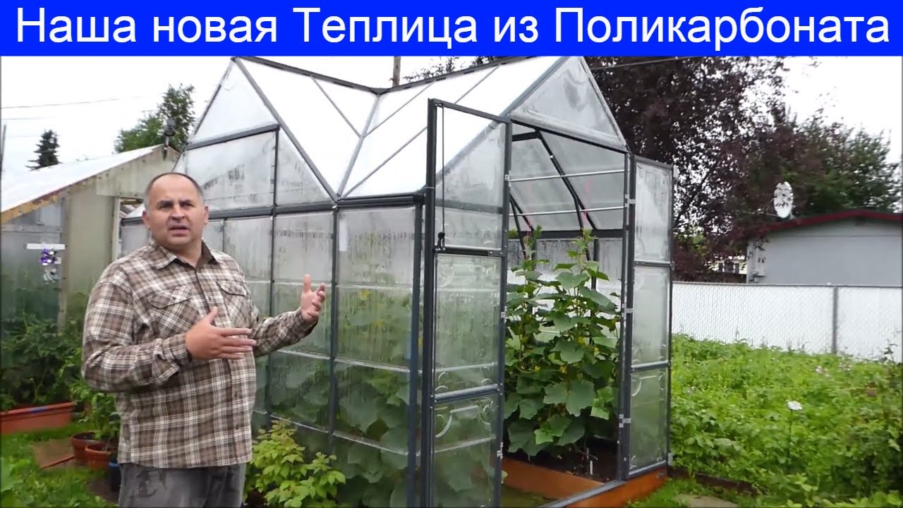 Огород обо всем ютуб. Подвязка помидор индетерминантные. Посадка в теплицу. Индетерминантные томаты для теплицы. Индетерминантные.