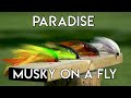 Paradise Cove Musky on a Fly